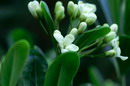 Japanese mockorange